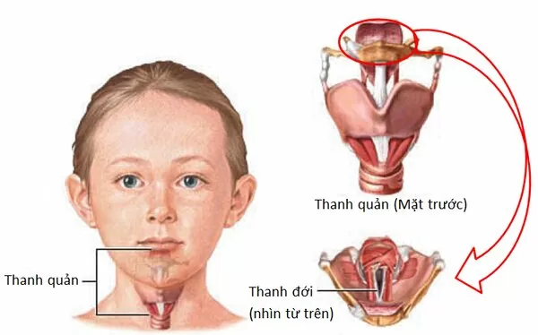 Bạn hãy kiên trì luyện tập mở thanh quản mỗi ngày